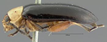 Media type: image; Entomology 18766   Aspect: habitus lateral view